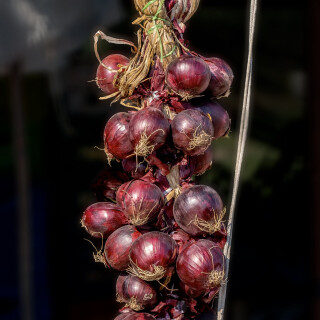 Zwiebel, rot Rouge de Tropea - Allium cepa - BIOSAMEN