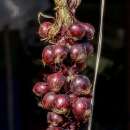 Zwiebel, rot Rouge de Tropea / Tropea Tonda - Allium cepa...