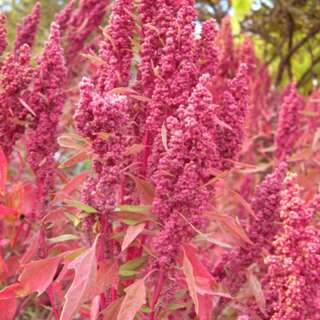 Berlandiers Gänsefuss - Chenopodium berlandieri - BIOSAMEN