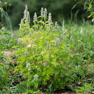 Zitronenminze (mexikanisch), Limetten Agastache - Agastache mexicana - BIOSAMEN