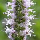 Riesen-Ysop - Agastache urticifolia - BIOSAMEN