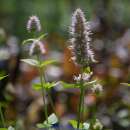 Riesen-Ysop - Agastache urticifolia - BIOSAMEN