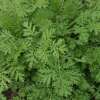 Beifuss, einjährig - Artemisia annua - BIOSAMEN