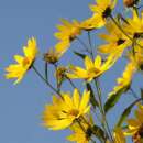 Sonnenblume, Riesen-Sonnenblume (mehrjährig) - Helianthus giganteus - BIOSAMEN