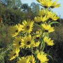 Sonnenblume, Maximilian Sonnenblume (mehrjährig) - Helianthus maximiliani - BIOSAMEN