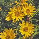 Sonnenblume, Maximilian Sonnenblume (mehrjährig) -...