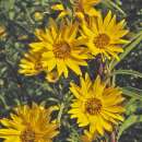 Sonnenblume, Maximilian Sonnenblume (mehrjährig) - Helianthus maximiliani - BIOSAMEN