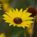 Sonnenblume, Armblütige Sonnenblume (mehrjährig) - Helianthus pauciflorus - BIOSAMEN