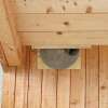 Vogelhaus: Mehlschwalben Nest, einzeln