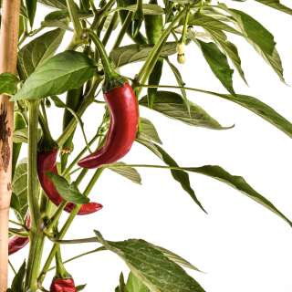 Chili Taeyang mild - Capsicum annuum - Samen