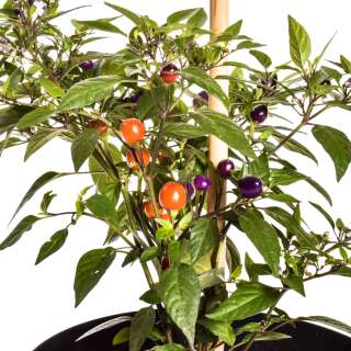 Chili Pretty in Purple - Capsicum annuum - Samen