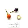 Chili Pretty in Purple - Capsicum annuum - Samen