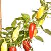 Chili Floral Gem - Capsicum annuum - Samen