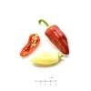 Chili Floral Gem - Capsicum annuum - Samen