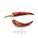 Chili Red Rocket - Capsicum annuum - Samen