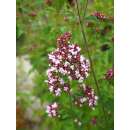 Oregano, Dost, wilder Majoran - Origanum vulgare -...