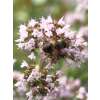 Oregano, Dost, wilder Majoran - Origanum vulgare - Demeter Biologische Samen