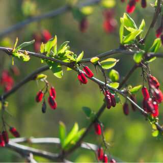 Gojibeere - Lycium chinensis - Samen