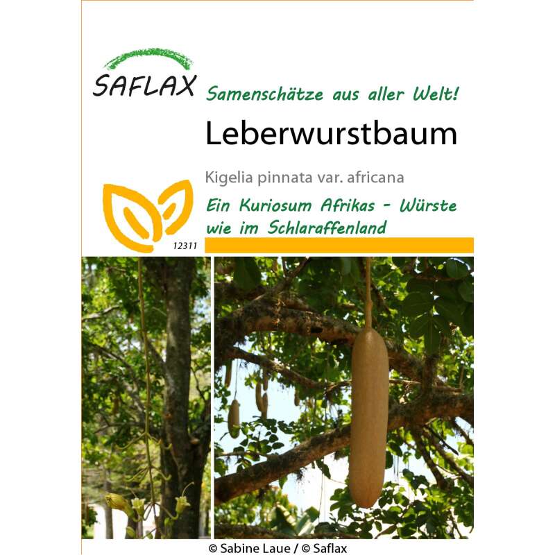 Leberwurstbaum - Kigelia pinnata var. africana - Samen