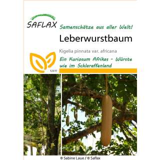 Leberwurstbaum Kigelia pinnata schwere Früchte,10 Samen,10 seeds saucage tree 