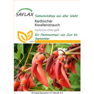 Karibischer Korallenstrauch - Erythrina crista-galli - Samen