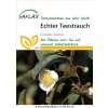 Echter Teestrauch - Camelia sinensis - Samen