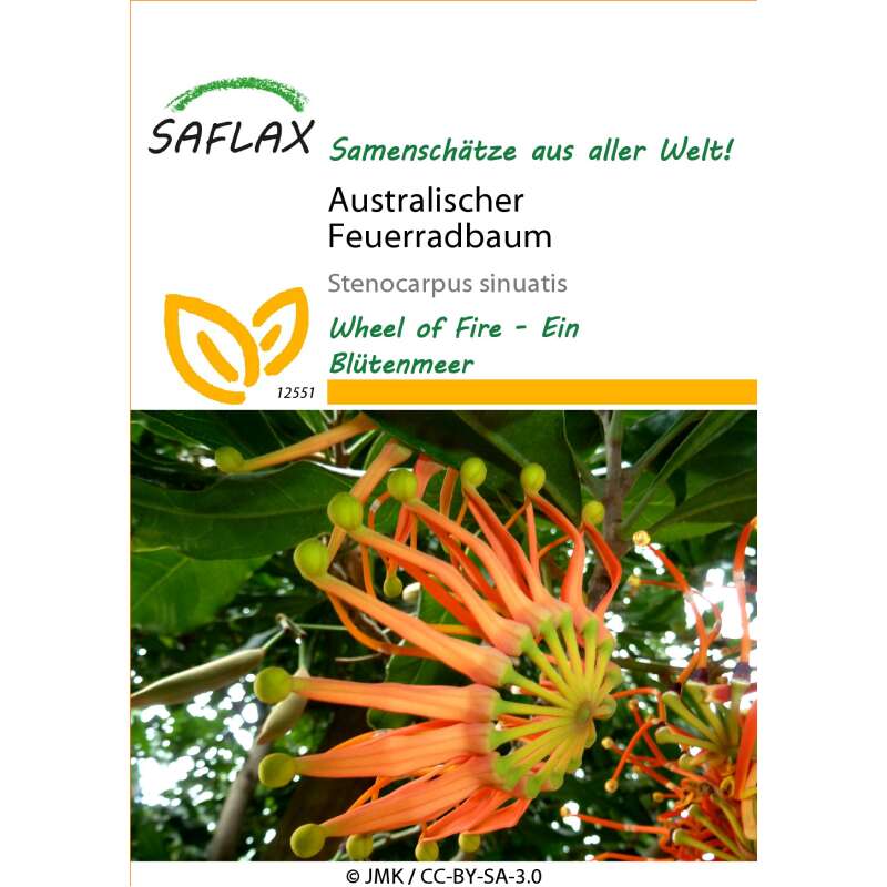Australischer Feuerradbaum - Stenocarpus sinuatis - Samen