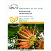 Australischer Feuerradbaum - Stenocarpus sinuatis - Samen
