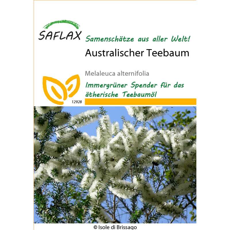 Australischer Teebaum - Melaleuca alternifolia - Samen