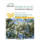 Australischer Teebaum - Melaleuca alternifolia - Samen