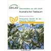Australischer Teebaum - Melaleuca alternifolia - Samen