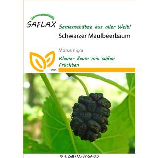 Schwarzer Maulbeerbaum im Topf Maulbeeren Шелковица maulbeere 