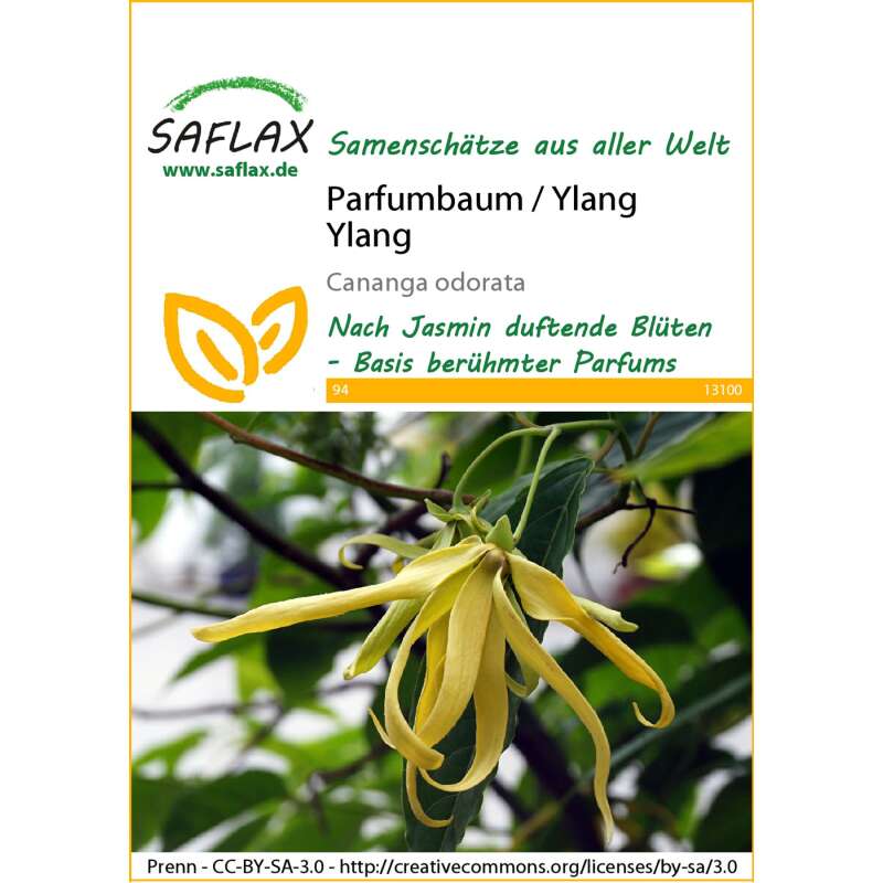 Parfumbaum / Ylang Ylang - Cananga odorata - Samen
