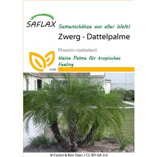 Zwerg Dattelpalme - Phoenix roebelenii - Samen