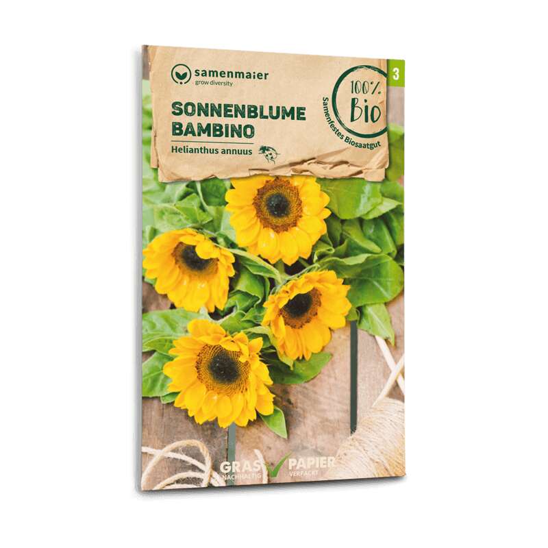 Sonnenblume Bambino - Helianthus annuus - BIOSAMEN