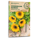 Sonnenblume Bambino - Helianthus annuus - BIOSAMEN