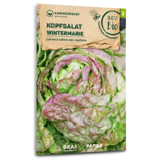 Kopfsalat Wintermarie - Lactuca sativa var. capitata -...