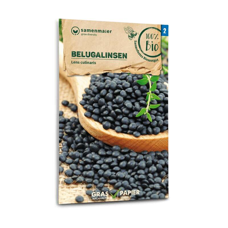 Belugalinsen - Lens culinaris - BIOSAMEN
