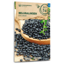 Belugalinsen - Lens culinaris - BIOSAMEN