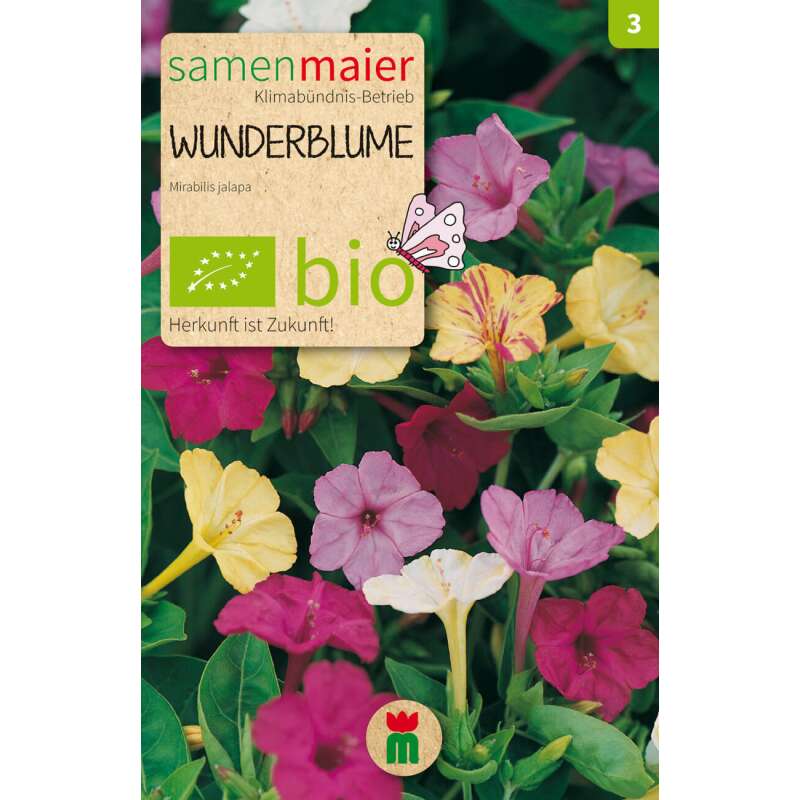 Wunderblume - Mirabilis jalapa - BIOSAMEN