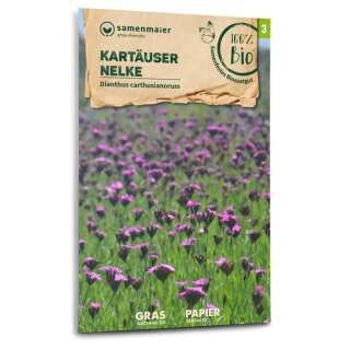 Kartäuser Nelke (Wildblume) - Dianthus...