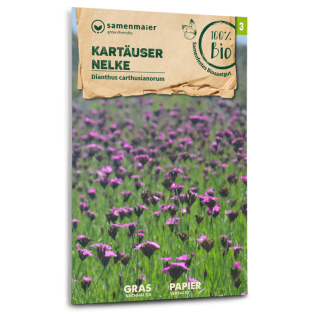 Kartäuser Nelke (Wildblume) - Dianthus...