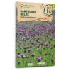 Kartäuser Nelke (Wildblume) - Dianthus carthusianorum - BIOSAMEN