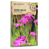 Heidenelke (Wildblume) - Dianthus deltoides - BIOSAMEN