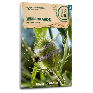 Weberkarde - Dipsacus sativus - BIOSAMEN