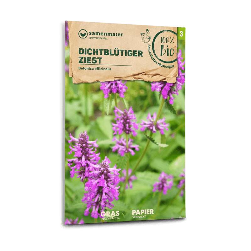 Ziest Dichtblütiger, Echte Betonie, Pfaffenblume (Wildblume) - Betonica officinalis - BIOSAMEN