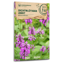 Ziest Dichtblütiger, Echte Betonie, Pfaffenblume (Wildblume) - Betonica officinalis - BIOSAMEN