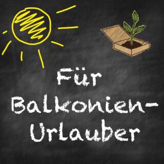 Beet-Box Für Balkonien-Urlauber - BIOSAMEN