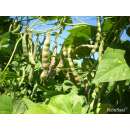 Stangenbohne Forellenbohne - Phaseolus vulgaris L. -...