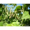 Stangenbohne Forellenbohne - Phaseolus vulgaris L. - BIOSAMEN